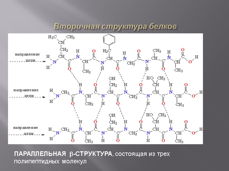 Вторичная структура белков  ПАРАЛЛЕЛЬНАЯ b-СТРУКТУРА, состоящая из трех полипептидных молекул